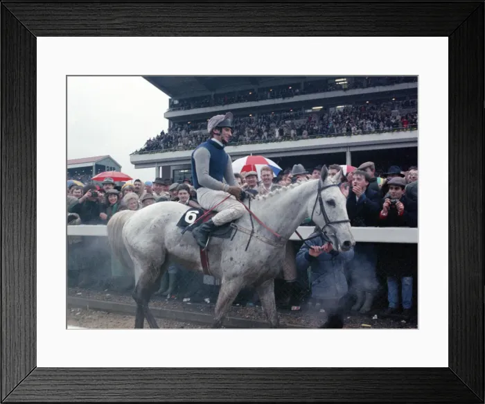 Framed Print : Jockey Simon Sherwood on famous racehorce Desert Orchild makes his way to the winner Framed Print : Jockey Simon Sherwood on famous racehorce Desert Orchild makes his way to the winner