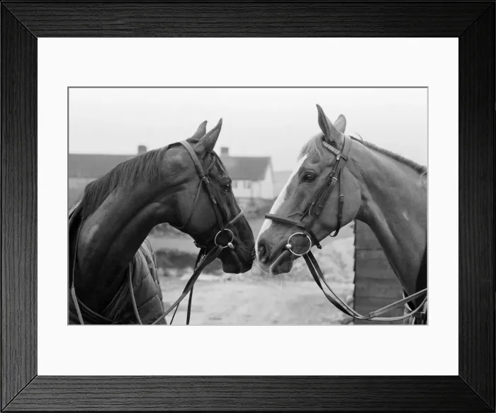 Framed Print : Grand National favourites, Burrough Hill Lad (left) and Corbiere pictured at Jenny Framed Print : Grand National favourites, Burrough Hill Lad (left) and Corbiere pictured at Jenny