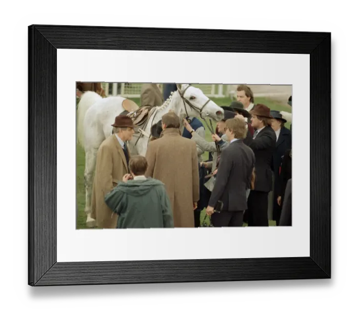 Framed Print : Champion racehorse Desert Orchid after taking first place in the Gold Cup race Framed Print : Champion racehorse Desert Orchid after taking first place in the Gold Cup race