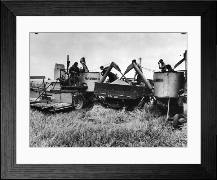 Framed Print : Massey Harris Combine harvesters at work near Basingstoke Circa 1950. P004520 Framed Print : Massey Harris Combine harvesters at work near Basingstoke Circa 1950. P004520