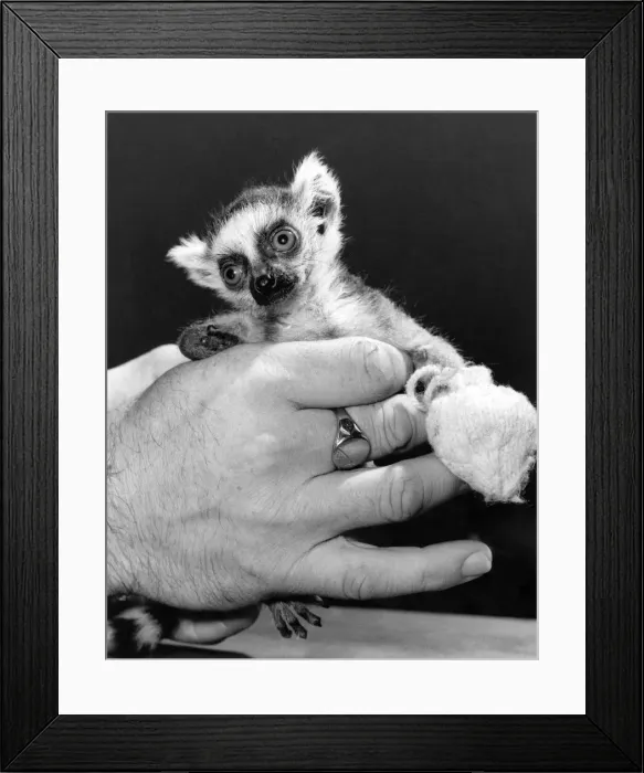 Framed Print : Hands of Kindness: Lucy the baby Lemur is wide-eyed and vulnerable Framed Print : Hands of Kindness: Lucy the baby Lemur is wide-eyed and vulnerable