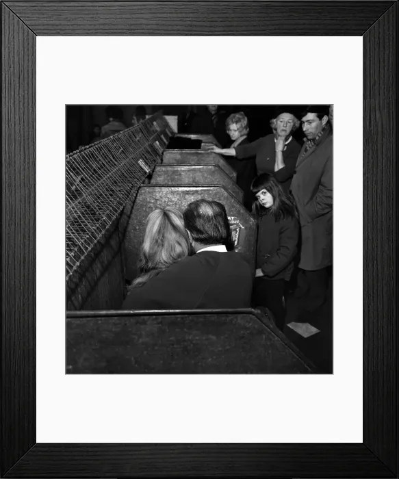 Framed Print : Bolton Dog Show: Some dogs went reluctantly to the Bolton Dog Show the first show of Framed Print : Bolton Dog Show: Some dogs went reluctantly to the Bolton Dog Show the first show of