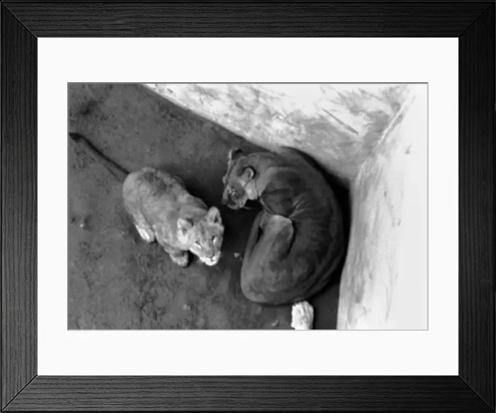 Framed Print : Lions and Cubs at Dudley Zoo. February 1975 75-00978-010 Framed Print : Lions and Cubs at Dudley Zoo. February 1975 75-00978-010