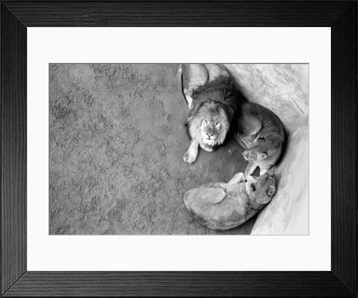 Framed Print : Lions and Cubs at Dudley Zoo. February 1975 75-00978-004