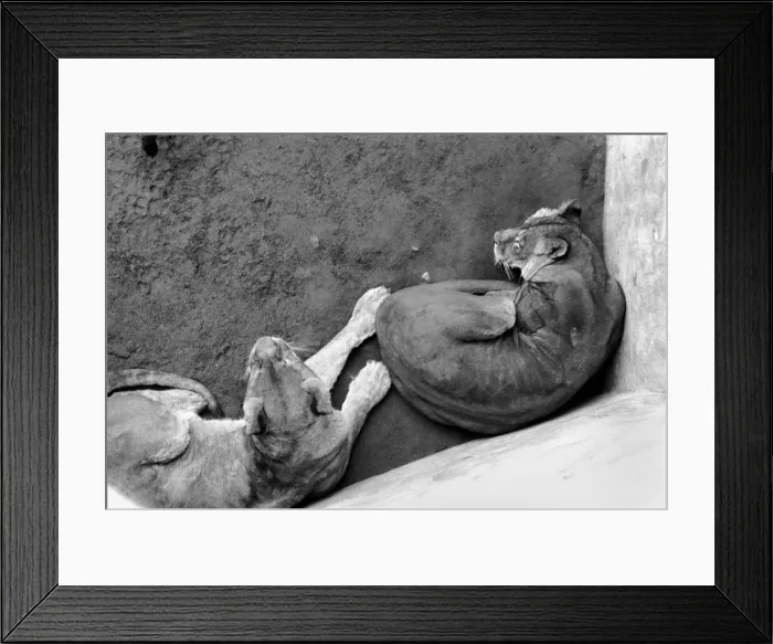 Framed Print : Lions and Cubs at Dudley Zoo. February 1975 75-00978-012 Framed Print : Lions and Cubs at Dudley Zoo. February 1975 75-00978-012