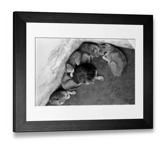 Framed Print : Lions and Cubs at Dudley Zoo. February 1975 75-00978-007 Framed Print : Lions and Cubs at Dudley Zoo. February 1975 75-00978-007