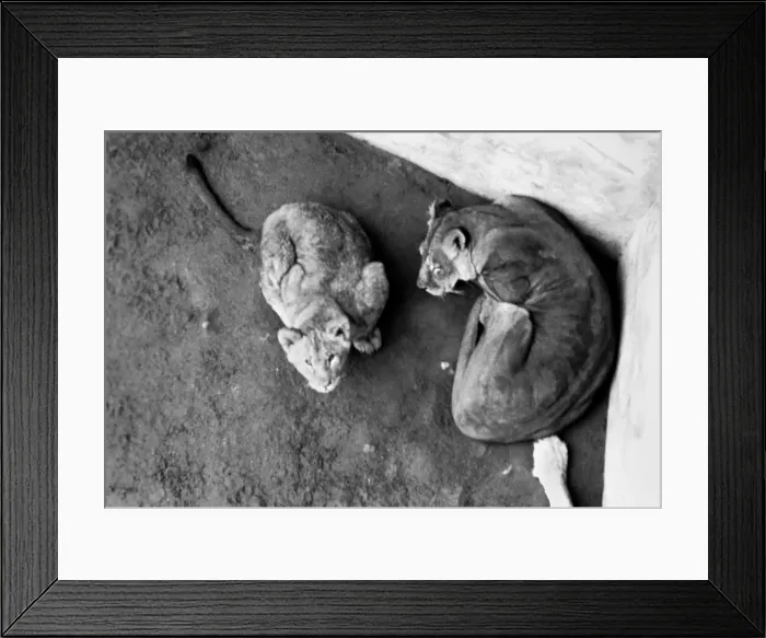Framed Print : Lions and Cubs at Dudley Zoo. February 1975 75-00978-009 Framed Print : Lions and Cubs at Dudley Zoo. February 1975 75-00978-009
