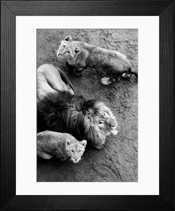 Framed Print : Lions and Cubs at Dudley Zoo. February 1975 75-00978