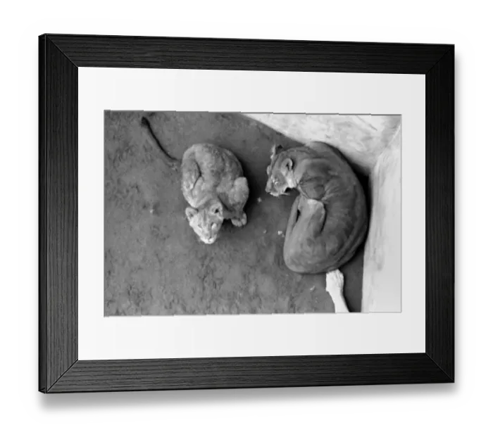 Framed Print : Lions and Cubs at Dudley Zoo. February 1975 75-00978-002 Framed Print : Lions and Cubs at Dudley Zoo. February 1975 75-00978-002