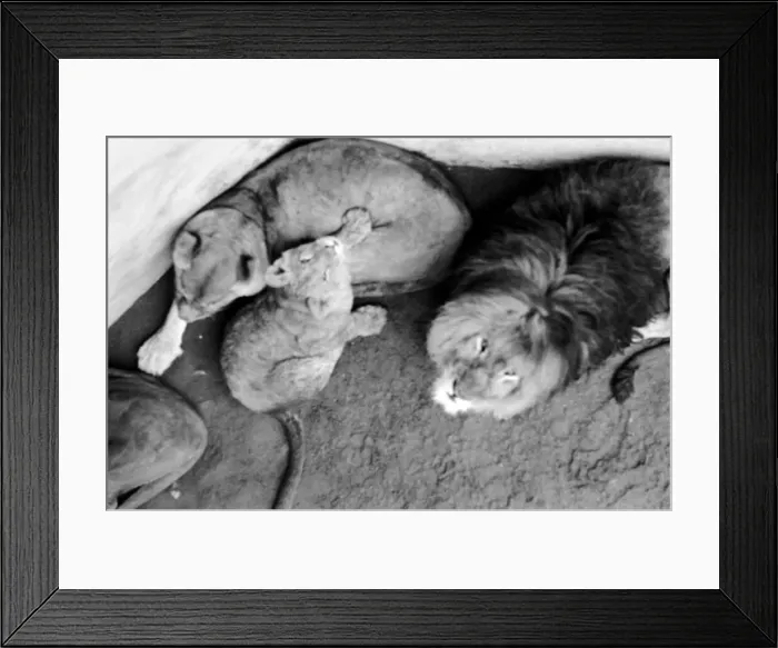 Framed Print : Lions and Cubs at Dudley Zoo. February 1975 75-00978-005 Framed Print : Lions and Cubs at Dudley Zoo. February 1975 75-00978-005