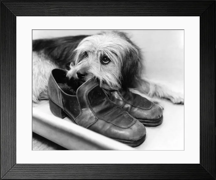 Framed Print : His Masters Boot. Only one man can fill these shoes