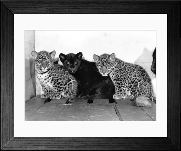 Framed Print : Rio, Jackson and Hugo the Jaguar cubs. January 1989 P004055 Framed Print : Rio, Jackson and Hugo the Jaguar cubs. January 1989 P004055