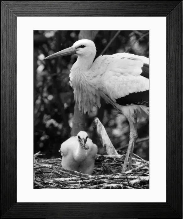 Framed Print : Mother Stork with Marge the four week old Stork. July 1974 P005892 Framed Print : Mother Stork with Marge the four week old Stork. July 1974 P005892