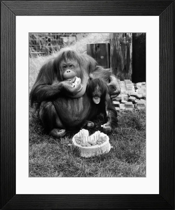 Framed Print : Bula the organ-utan had a scrumptious time when she celebrated a milestone in her life Framed Print : Bula the organ-utan had a scrumptious time when she celebrated a milestone in her life