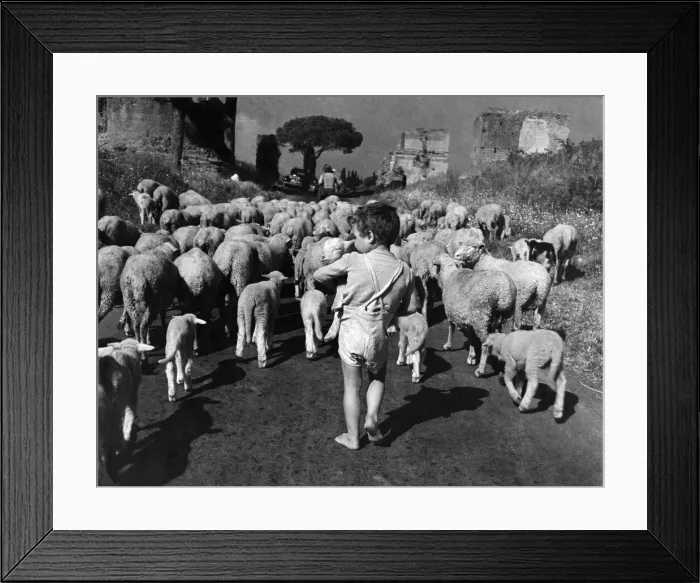 Framed Print : Young Guerrino likes to follow the sheep as they pass along the ancient Appian Way in Framed Print : Young Guerrino likes to follow the sheep as they pass along the ancient Appian Way in