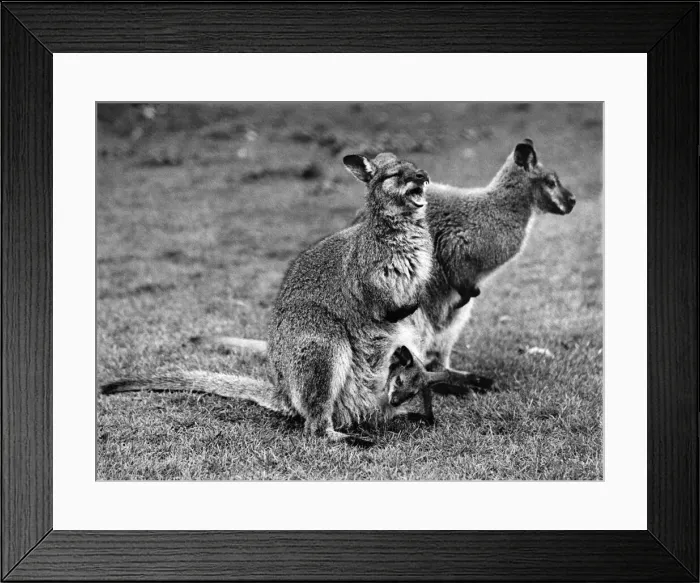 Framed Print : Minnie, the Wallaby, of the Zoo owned by Sir Garron Tyrwhit Drake of Maidstone