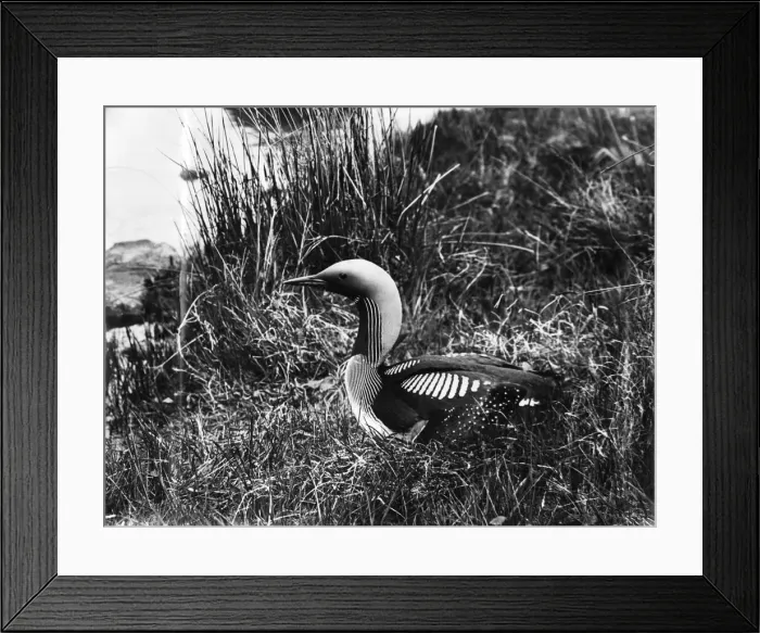 Framed Print : Black Throated diver. November 1927 P004577 Framed Print : Black Throated diver. November 1927 P004577