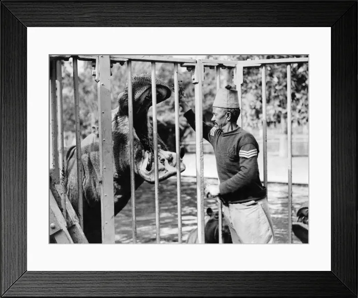 Framed Print : Keeper: At the Cairo Zoo. Feeding a hippopotamus. P004995 Framed Print : Keeper: At the Cairo Zoo. Feeding a hippopotamus. P004995