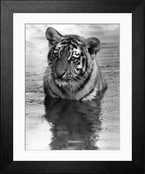 Framed Print : Cool for Cats: It looks good - it tastes good - it feels good Framed Print : Cool for Cats: It looks good - it tastes good - it feels good
