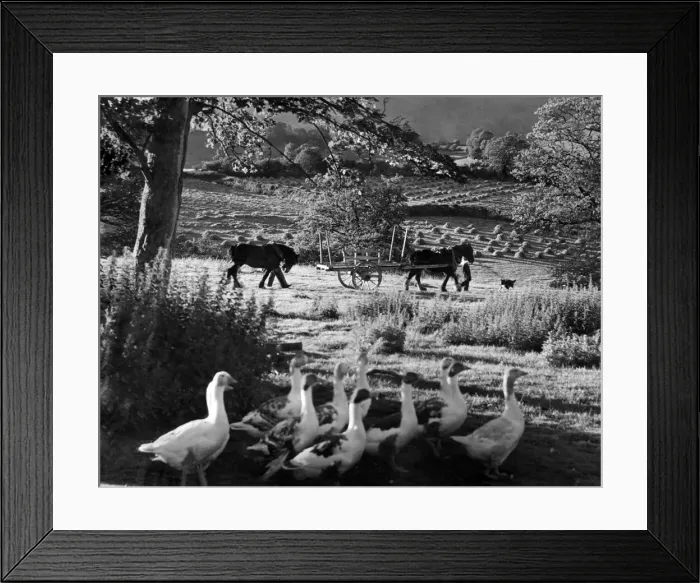 Framed Print : Farming: Harvesting Hay in Wales. August 1945 P004365 Framed Print : Farming: Harvesting Hay in Wales. August 1945 P004365