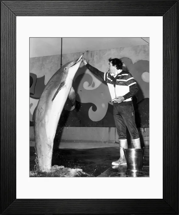 Framed Print : Dolphin Rocky with keeper John Brathwaite. November 1987 P005194 Framed Print : Dolphin Rocky with keeper John Brathwaite. November 1987 P005194