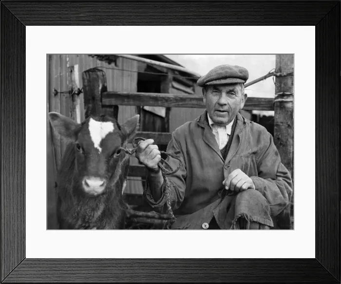 Framed Print : Farmer Mr. Clayton-Wheeler of Cross Roads Farm, Cricklade, Wiitshire seen with a calf Framed Print : Farmer Mr. Clayton-Wheeler of Cross Roads Farm, Cricklade, Wiitshire seen with a calf