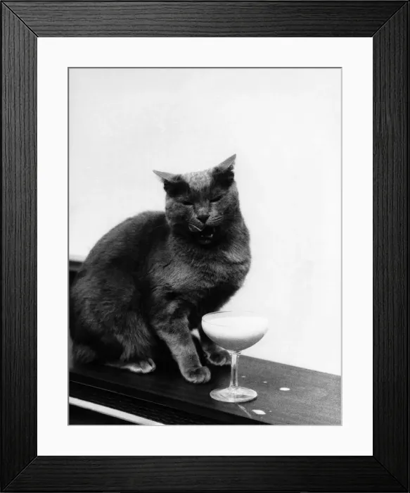 Framed Print : Russ. Britains Wealthiest Self-Made Cat: Just about the only mundane thing about Framed Print : Russ. Britains Wealthiest Self-Made Cat: Just about the only mundane thing about