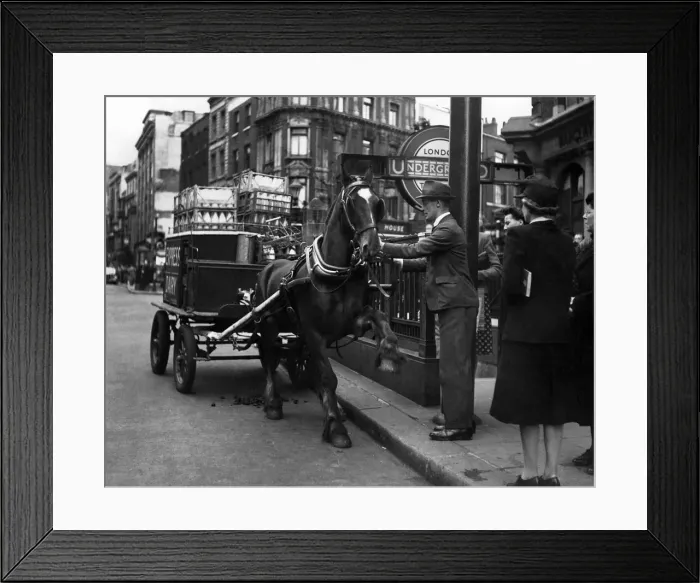 Framed Print : Animals Horses: P005090 Framed Print : Animals Horses: P005090