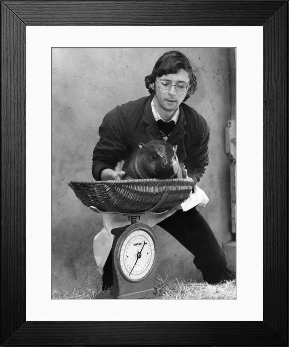 Framed Print : Weighing In: Hercules the pygmy hippo - tipping the scales at a trim 351b Framed Print : Weighing In: Hercules the pygmy hippo - tipping the scales at a trim 351b