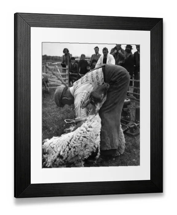 Framed Print : Shearing sheep in Hertfordshire: Tom Bunting, a shepherd of Home Farm, Little Gaddesden