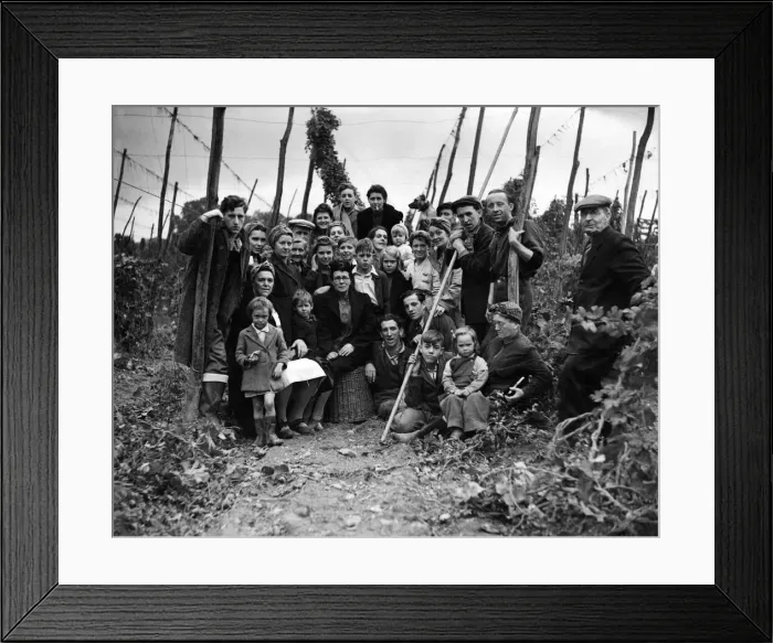Framed Print : Agriculture - Hops and Hop e picking: Hop picker sit down'strikes at May Framed Print : Agriculture - Hops and Hop e picking: Hop picker sit down'strikes at May