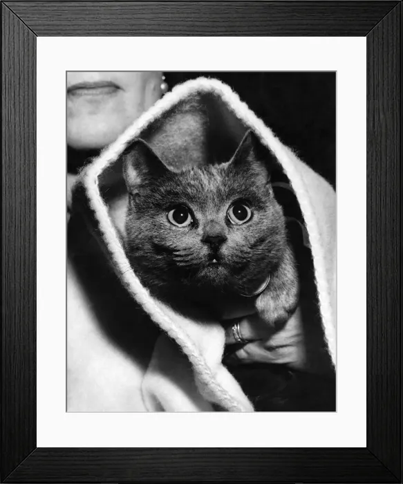 Framed Print : The Eyes Have It: Hey diddle diddle a cat and a riddle are posed in this picture of Framed Print : The Eyes Have It: Hey diddle diddle a cat and a riddle are posed in this picture of