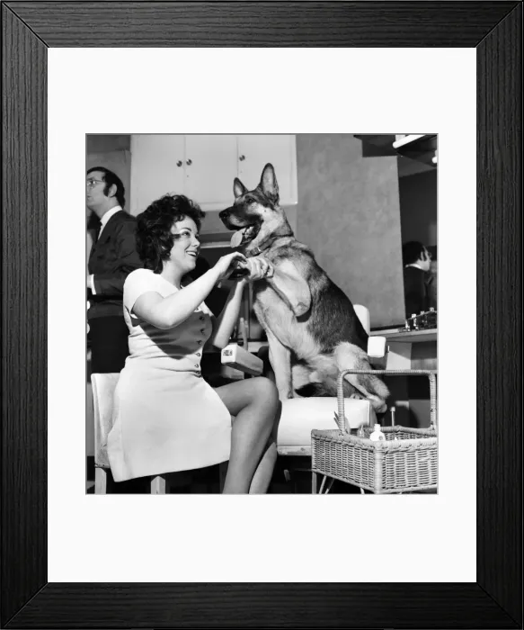 Framed Print : Prince Karl the Alsatian. Before Prince appeared in front of the press he had to have a Framed Print : Prince Karl the Alsatian. Before Prince appeared in front of the press he had to have a