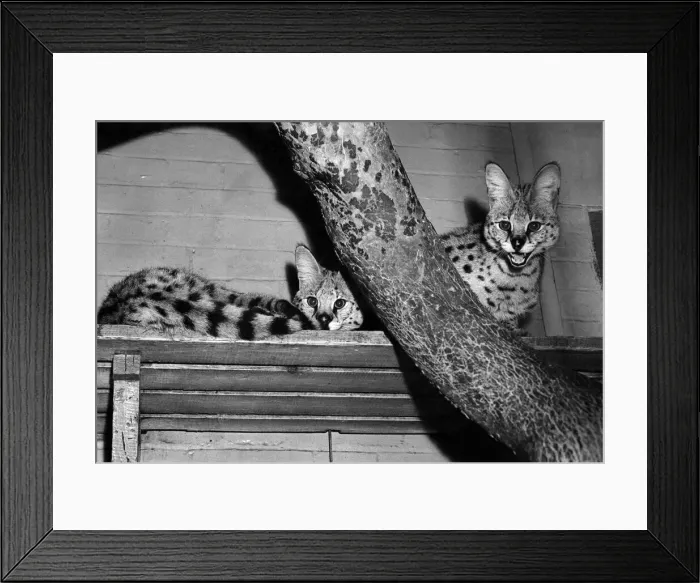 Framed Print : Animals: Serval cats. March 1954 P005160 Framed Print : Animals: Serval cats. March 1954 P005160