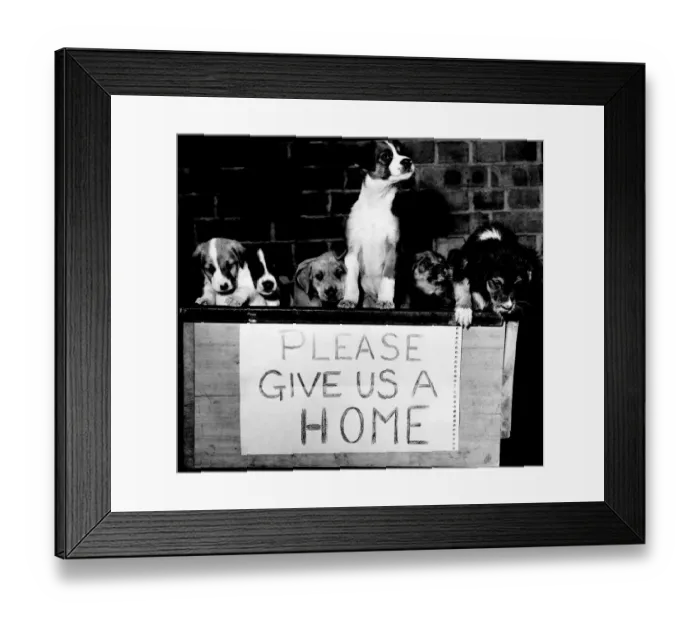 Framed Print : We were born, but not wanted, please give us a home Framed Print : We were born, but not wanted, please give us a home