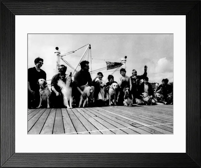 Framed Print : Some of the Dogs who emigrated with their owners to Australia seen here on Board Framed Print : Some of the Dogs who emigrated with their owners to Australia seen here on Board