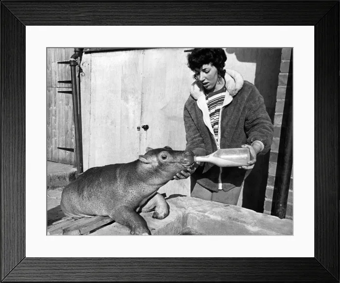Framed Print : Animals: Esme The V. S. B. They ve got a V. S. B. down at Longleat in Wiltshire Framed Print : Animals: Esme The V. S. B. They ve got a V. S. B. down at Longleat in Wiltshire