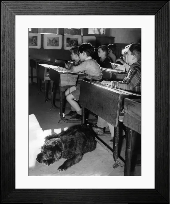 Framed Print : Animals: Dogs. January 1953 P004996