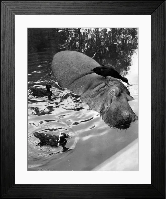 Framed Print : I have ducks. The don t seem to realise that a great big three-ton hippo like myself
