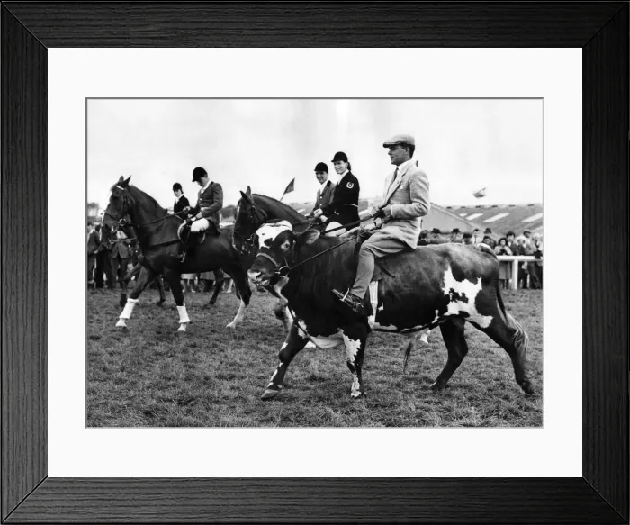 Framed Print : William stock bull at Church farm, Bugthorpe, Nr. York. Public appearance as a show