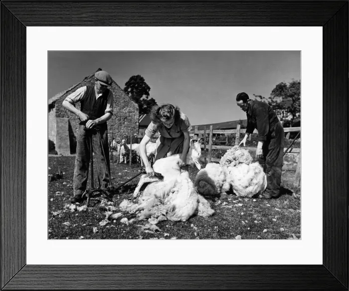 Framed Print : Farmer Russ (left) works the shearing machine and looks on approvingly as Olive begins Framed Print : Farmer Russ (left) works the shearing machine and looks on approvingly as Olive begins