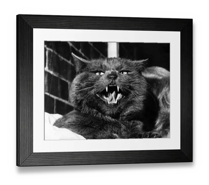 Framed Print : A Top Cat in any Language. Heres a real top cat, who sports a magnificent blue fur Framed Print : A Top Cat in any Language. Heres a real top cat, who sports a magnificent blue fur