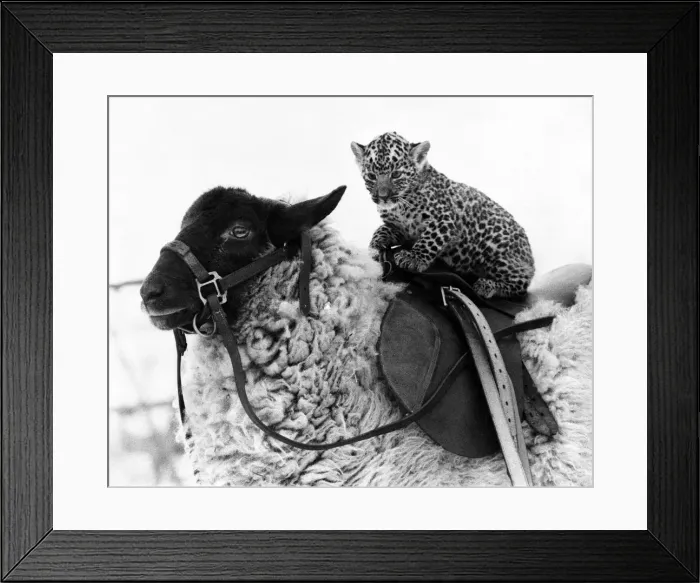 Framed Print : The woolly winter favourites: At Southam Zoo in Warwickshire this year Framed Print : The woolly winter favourites: At Southam Zoo in Warwickshire this year