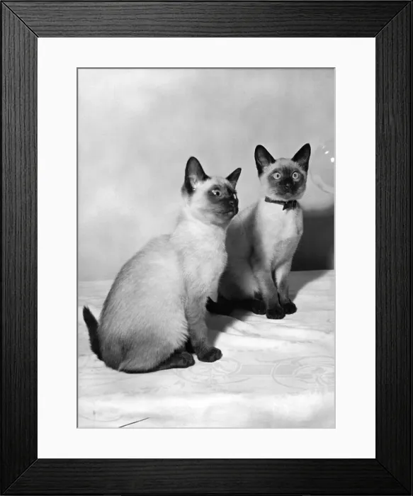 Framed Print : Animals - Cats - Siamese. P006150 Framed Print : Animals - Cats - Siamese. P006150