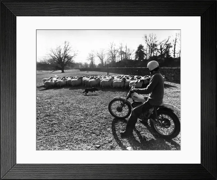 Framed Print : Bobs fast round-up: Before hill farmer Bobby Lennox took up biking to the round-up