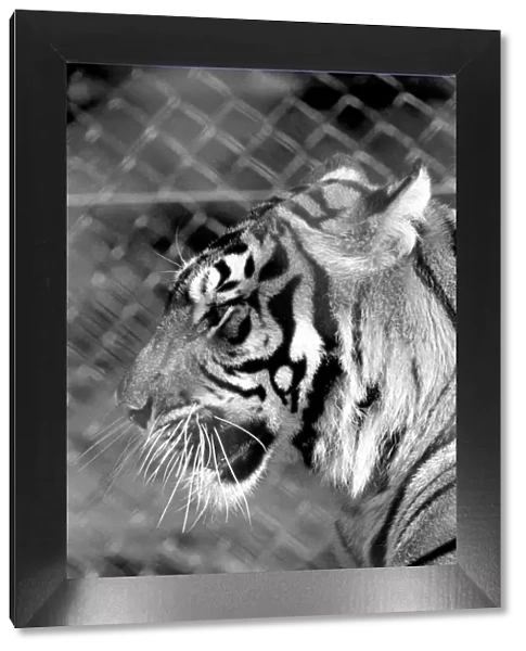 Zoo: Tigers and Cubs. February 1975 75-01170-008