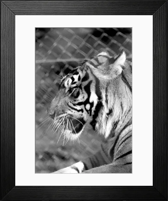 Framed Print : Zoo: Tigers and Cubs. February 1975 75-01170-008 Framed Print : Zoo: Tigers and Cubs. February 1975 75-01170-008