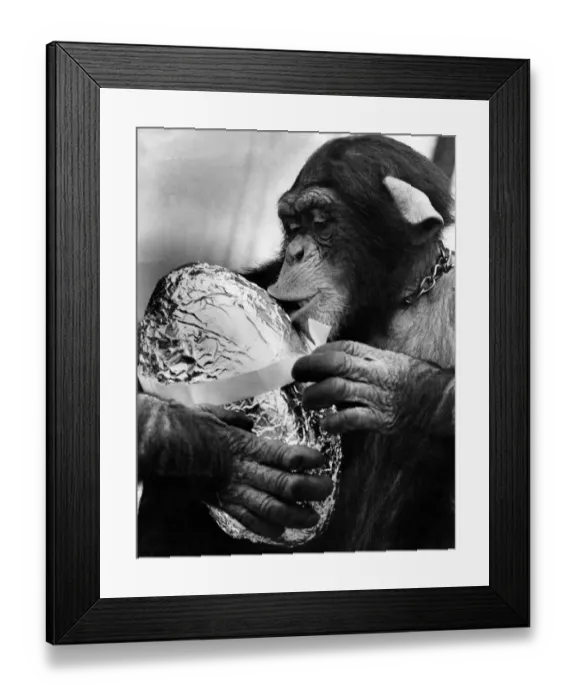 Framed Print : Charles the Chimp: Charles the 3 year old Chimp - with his easter egg