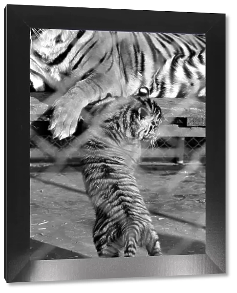 Zoo: Tigers and Cubs. February 1975 75-01170-011
