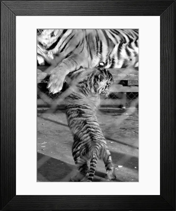 Framed Print : Zoo: Tigers and Cubs. February 1975 75-01170-011 Framed Print : Zoo: Tigers and Cubs. February 1975 75-01170-011